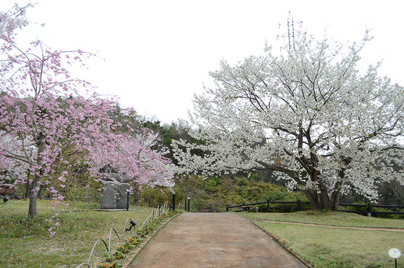 20170409　【桜情報】いちばんの見ごろを迎えています！09